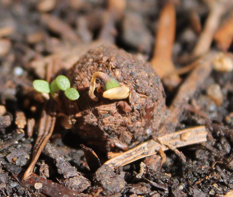 Poppy seedball tube